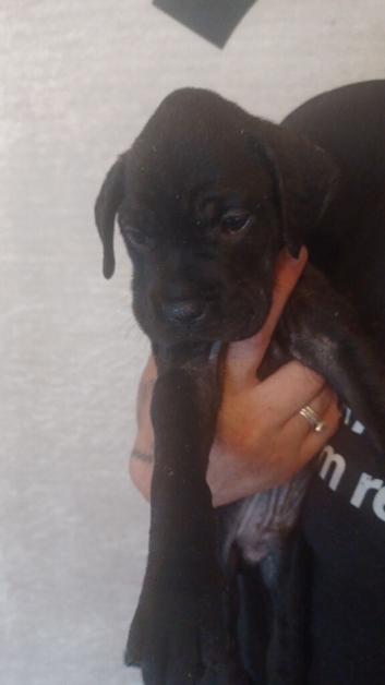 7 week old puppy