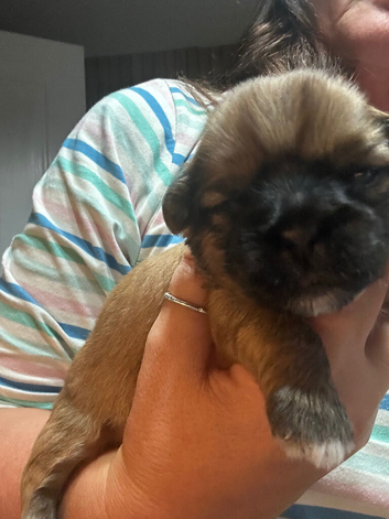 Shih Tzu puppies