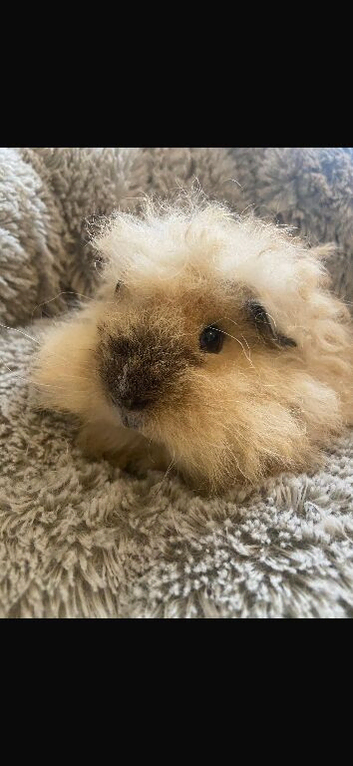 Boy guinea pig &pound;10