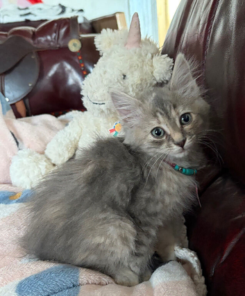 Kittens Maine Coon crossbreed
