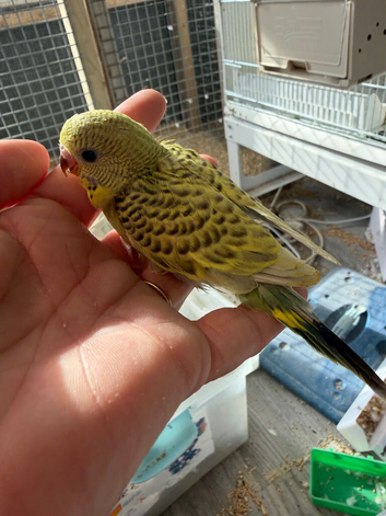 Hand Tame Yellow and Green Texas Clear Body Hen Chick Ready Soon