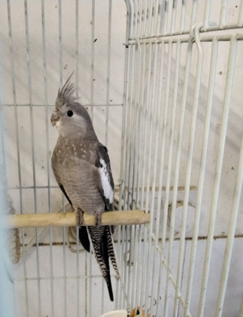 Female White-faced Cockatiel
