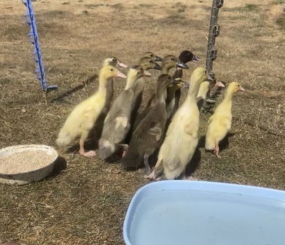 2 weeks old Indian runner ducklings