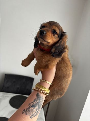 Beautiful Miniature Dachshund Puppies