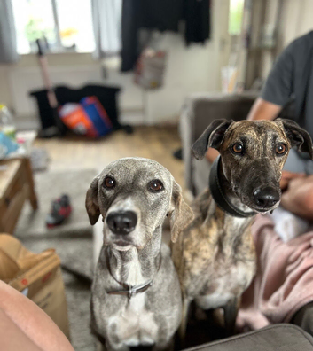 Lurcher puppy&rsquo;s