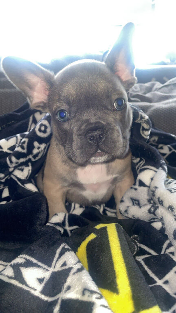 French bull dog