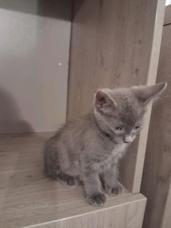 Pure Russian blue