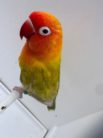 Pale fallow split opaline Dna male for sale