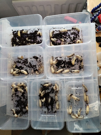 Flower beetle larvae mix L2 - L3
