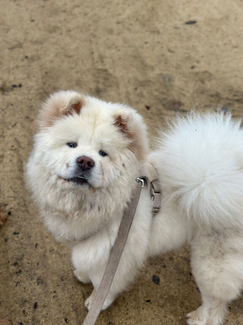 White KC Registered Chow Chow