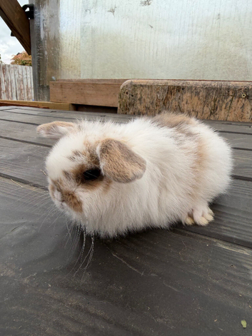 2 mini lop males