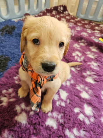 Ready Now! Stunning KC reg golden retriever pups