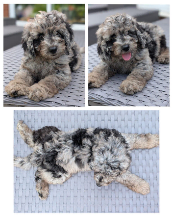 Gorgeous Cavapoo puppies