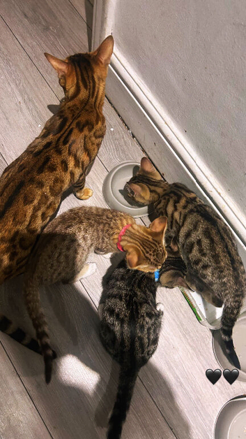 Beautiful bengal kittens ready for a new home today