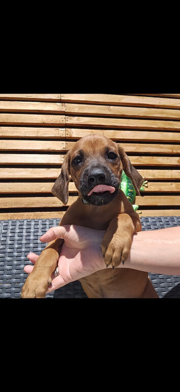 Rhodesian ridgeback looking for their forever homes
