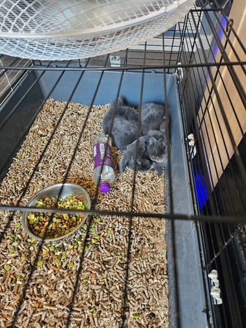 Mini lop baby rabbits