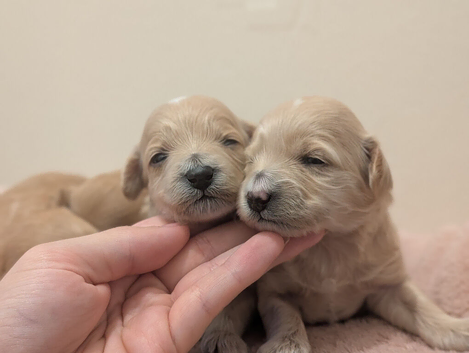 LAST F1 Apricot & Cream Maltipoo Puppies