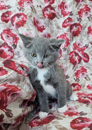 5 British shorthair crossed for sale