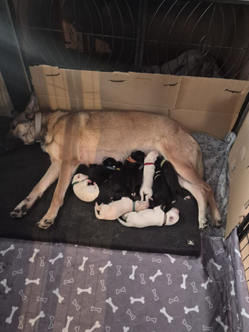 Belgian mali and Dalmatian puppies