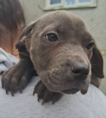 PUP'S FOR SALE &pound;650ono your perfect pet is here waiting for you