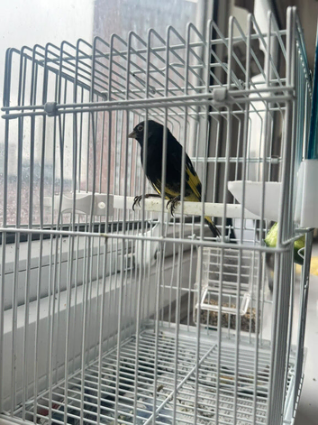 Black Siskin