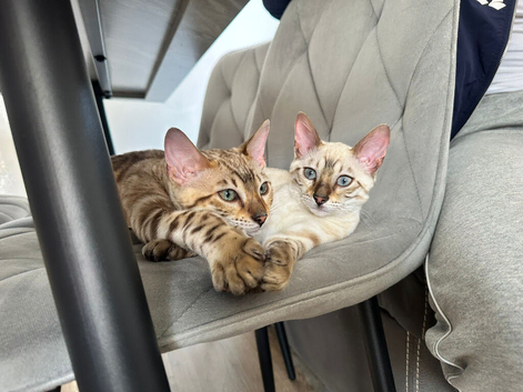 Bengal Albino & Snow Lynx Kittens, TICA Registered. Delivery it&rsquo;s available.