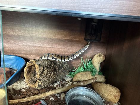 Beautiful Royal Python ( cinnamon? )