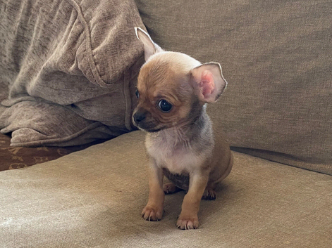 Last puppy ready now