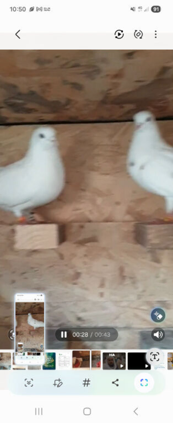 Birmingham rollers stock birds pure white