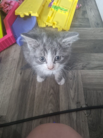 Lovely fuffly blue girl kitty