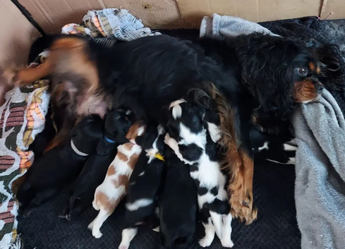 Beautiful Cavalier King Charles Spaniel Puppies Looking for Loving Homes