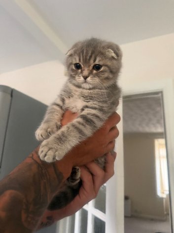 Scottish Fold Kitten for Sale