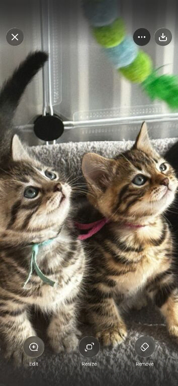 bengal cross kittens