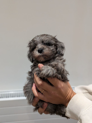Toy Poodle x Maltese F1 pups
