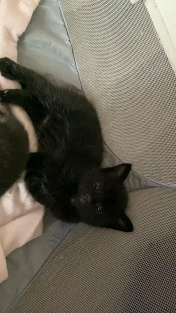 Male kitten