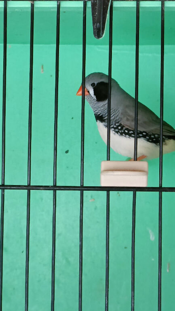 Zebra finches