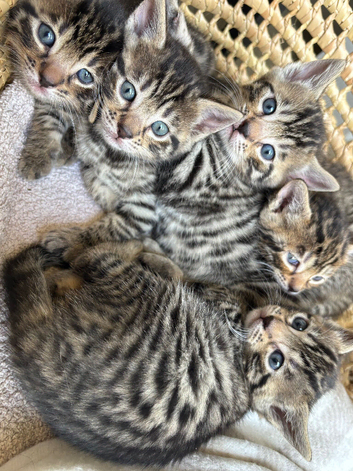 Bengal mix kittens