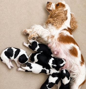 Six Beautiful KC Show Cocker Spaniels Puppies