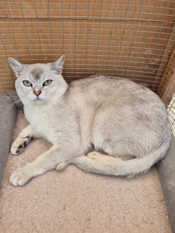 Pedigree Male Burmilla Cat