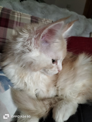Maine Coon GCCF reg.