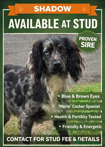 Merle stud dog
