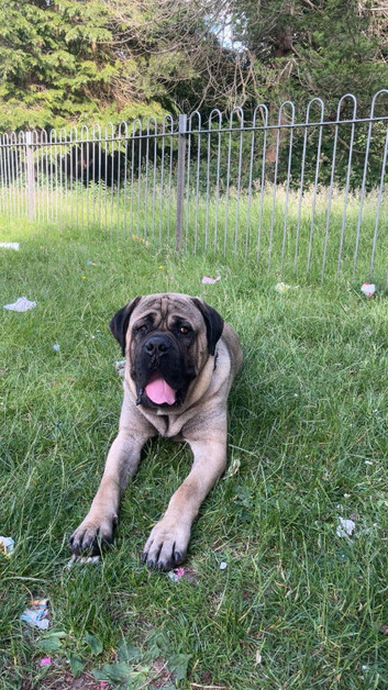 Selling my 2 year old male cane corso