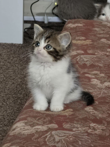 Cute male  kitten