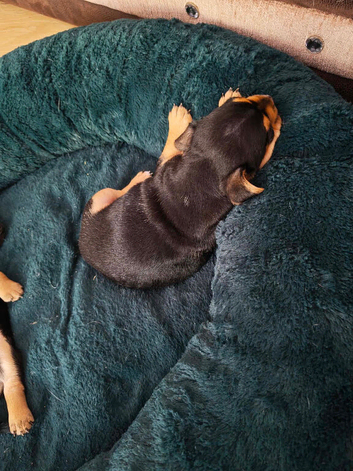 Two beautiful jack cross French pups