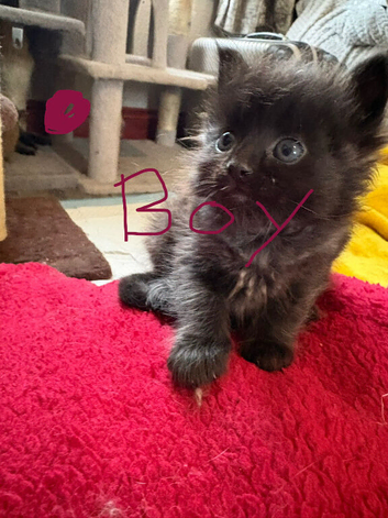 Mancoon / ragdoll kittens
