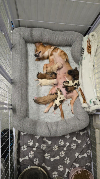 Puppies