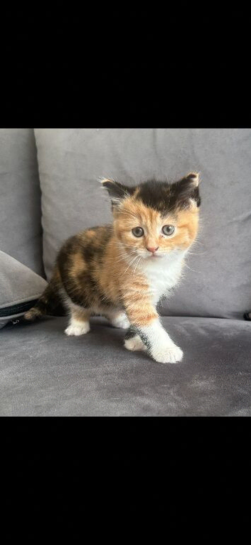 Female kitten ready to go to a new home