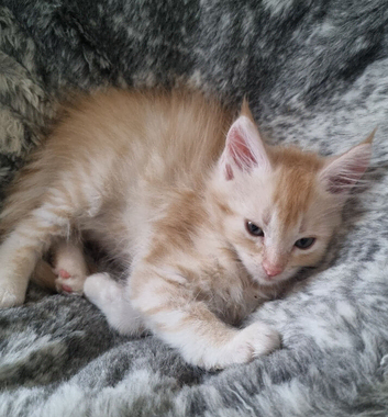 Beautiful GCCF registered maine coon kittens