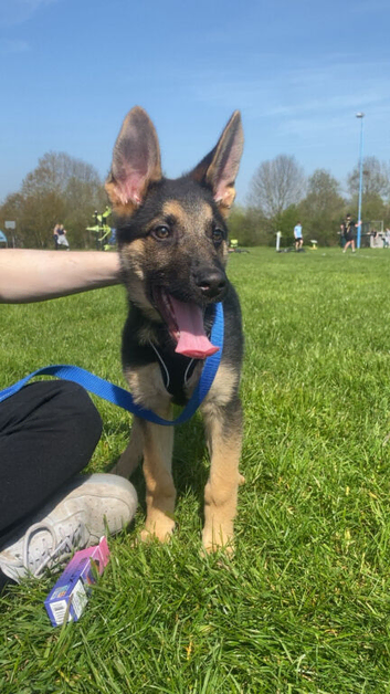 Rehome 16 week old shadow