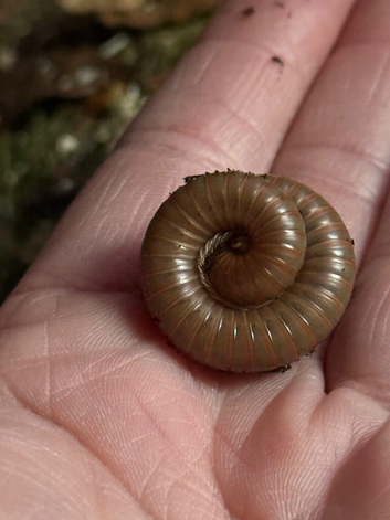 Burmese beauty millipede's